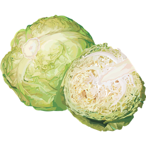 Cabbage PNG image-8818